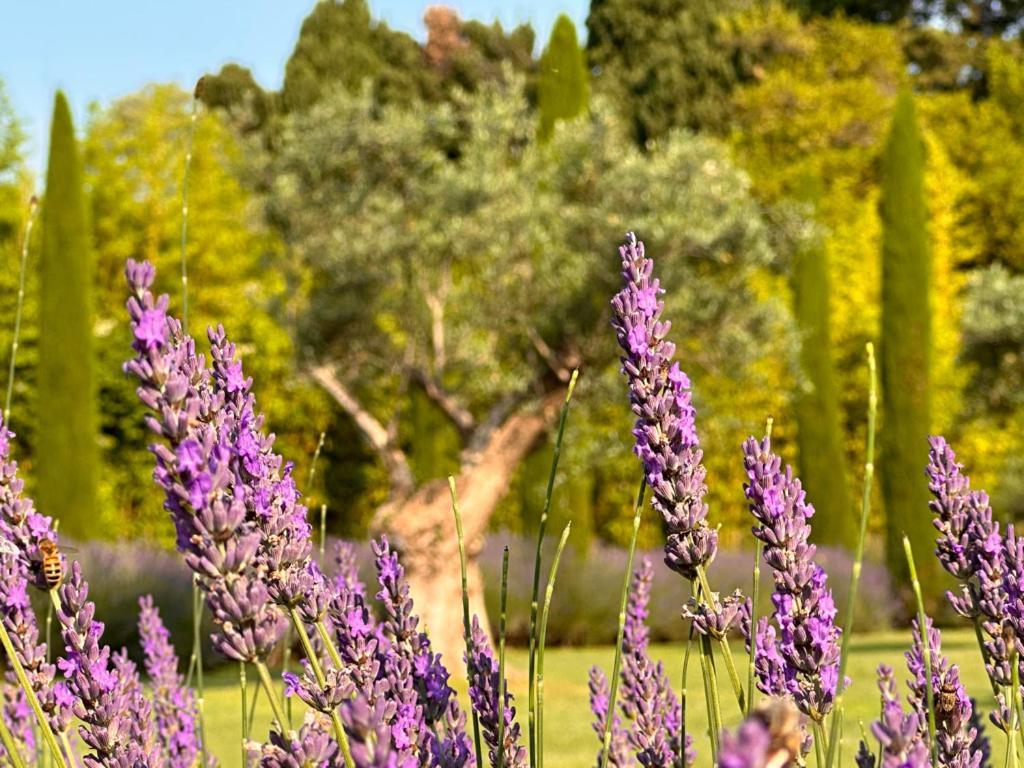 Mas Des Bambous Hotel Saint-Rémy-de-Provence Eksteriør billede