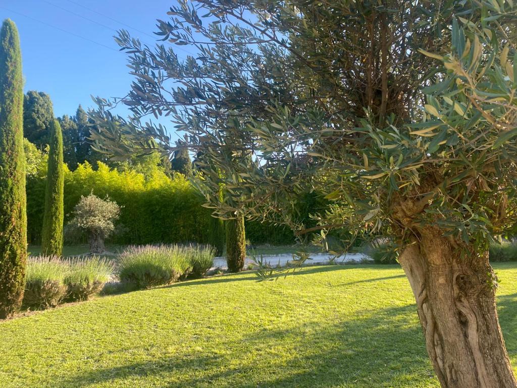 Mas Des Bambous Hotel Saint-Rémy-de-Provence Eksteriør billede